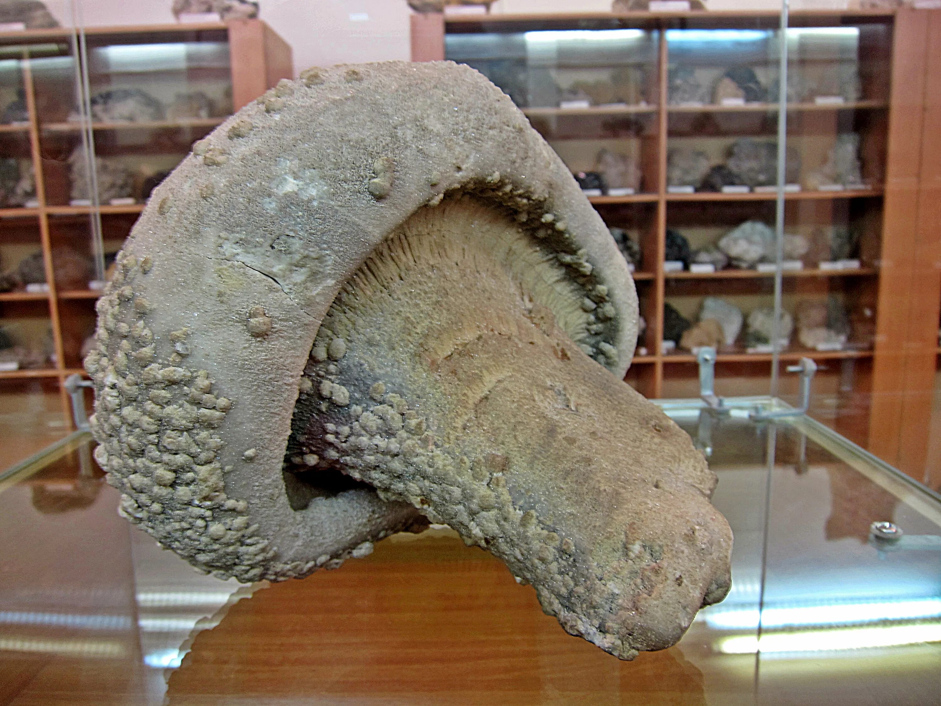 Считанные экземпляры. Кальцитовый гриб дальнегорск. Считанные экземпляры. Бухгалтер деньги. Считанные экземпляры.