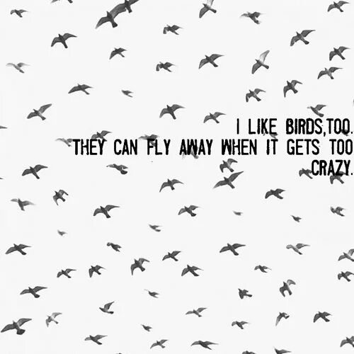 They like birds. I like Birds. Венти Fly Fly away like a Bird. Птица ТОО. I can Fly Bird.