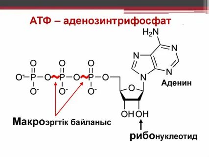 Атф главное