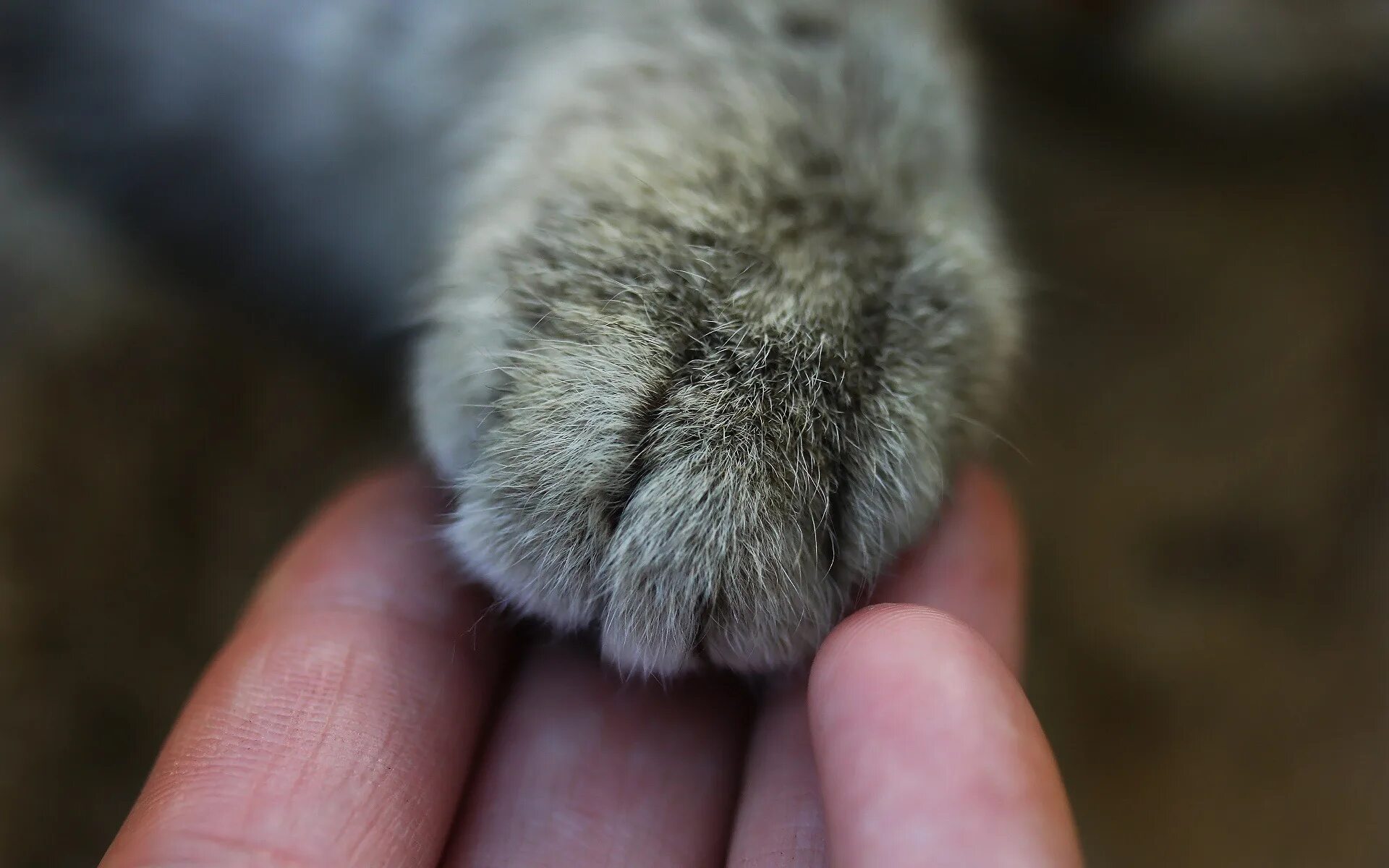Кот кладет лапу на лапу. Лапка кота. кошачья лапа. серые кошачьи лапки. кошачья лапа и рука человека.