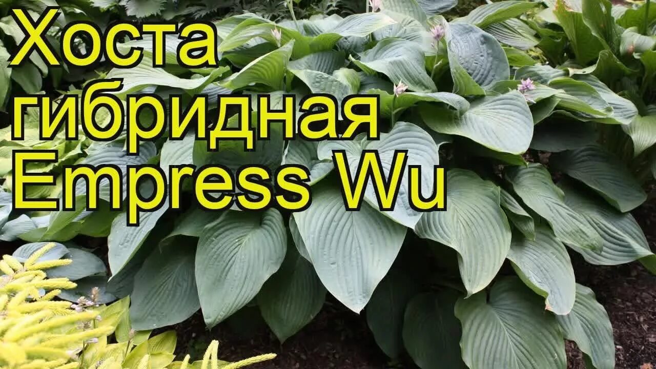 Ву хост. Ву хост