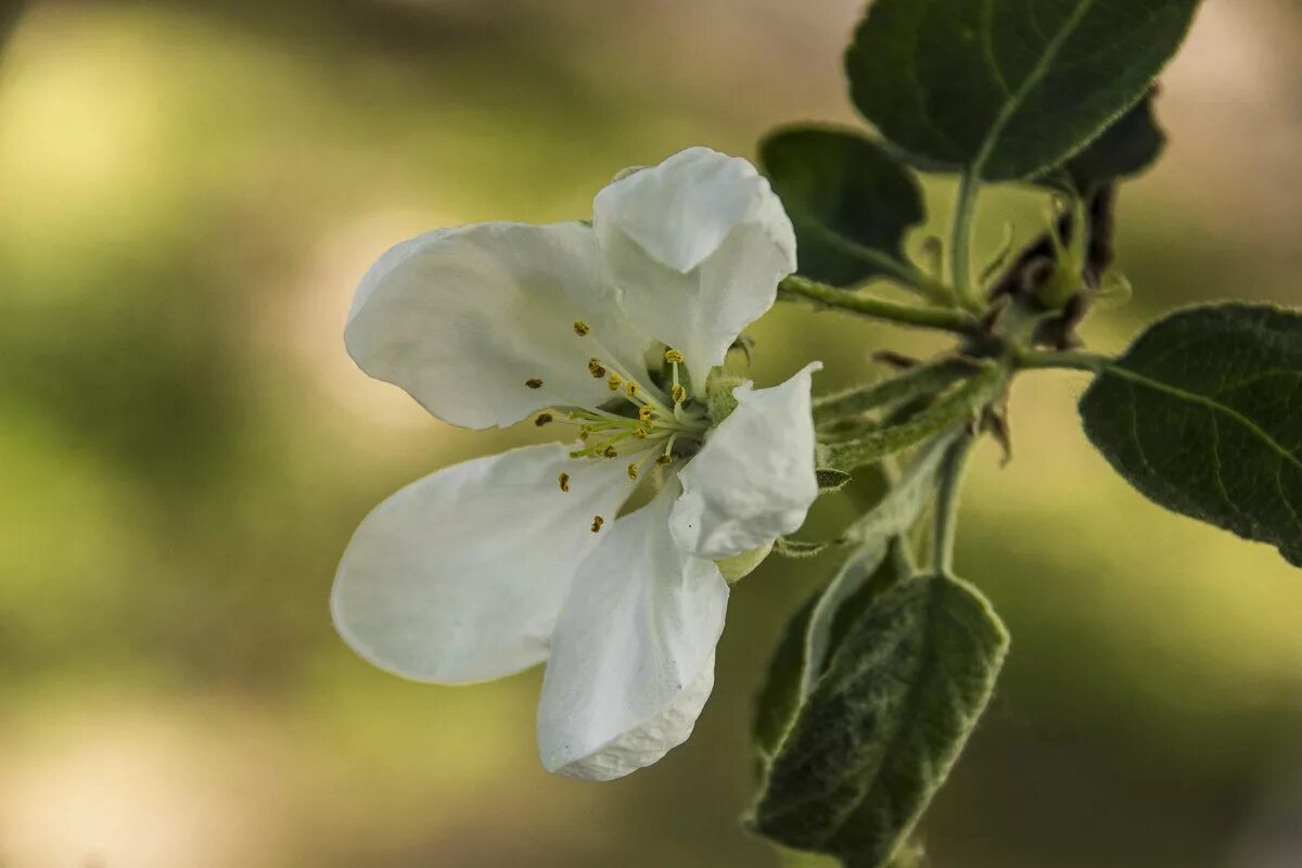 Строение плодов яблони. Строение цветка растения 6 класс биология. Околоцветник цветка яблони. Вишня чашелистики. Венчик яблони.