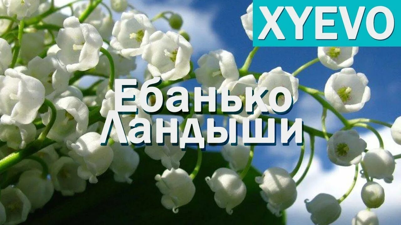 Я подарю тебе ландыши лилии слушать. Ебанько Ландыши. Ландыши Ландыши Ебанько. Ландыши Eban'ko. Ландыши матерная.