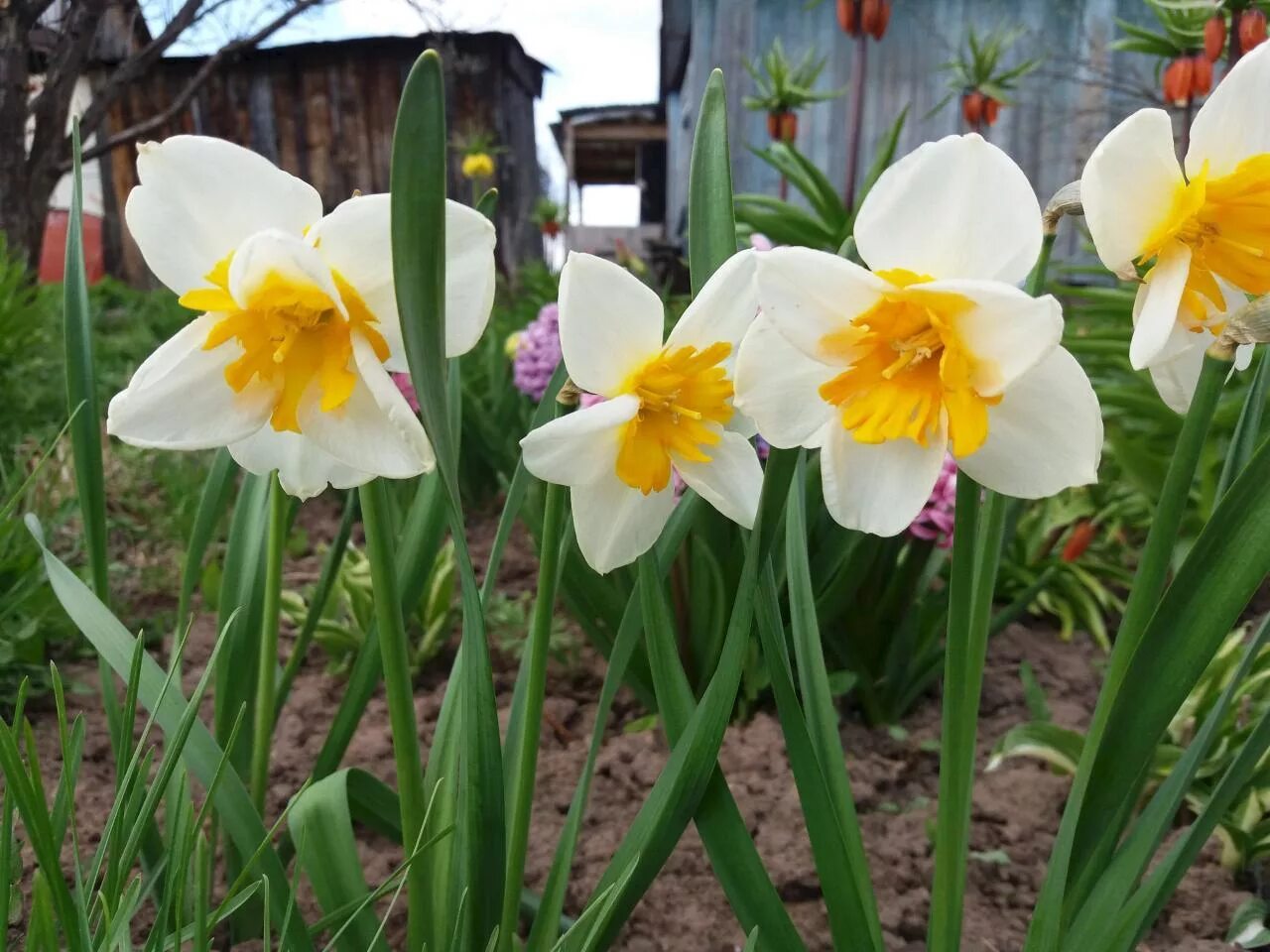 желтый фиолетовый крокус нарцисс ирис. тюльпаны с ирисами и нарциссами. тюльпаны с ирисами и нарциссами. нарцисс и ирис отличия. нарцисс балли.