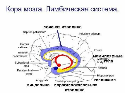 Гипоталамус лимбическая система