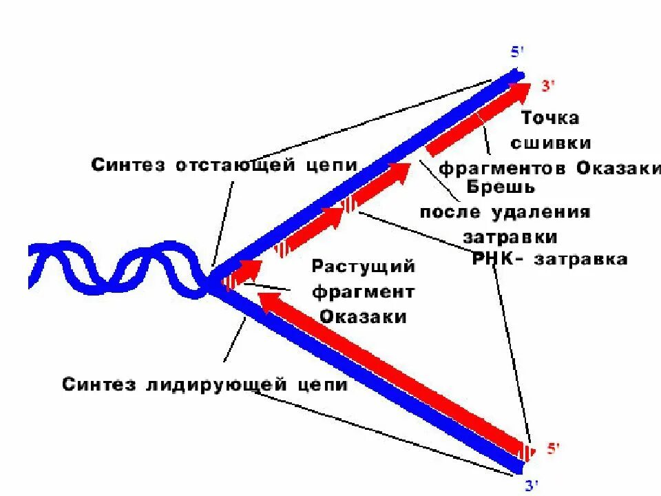 Сшивание фрагментов днк. Репликация днк фрагменты оказаки. репликация днк ферменты оказаки. синтез ведущей и отстающей цепей днк фрагменты оказаки. фрагмент днк оказаки.