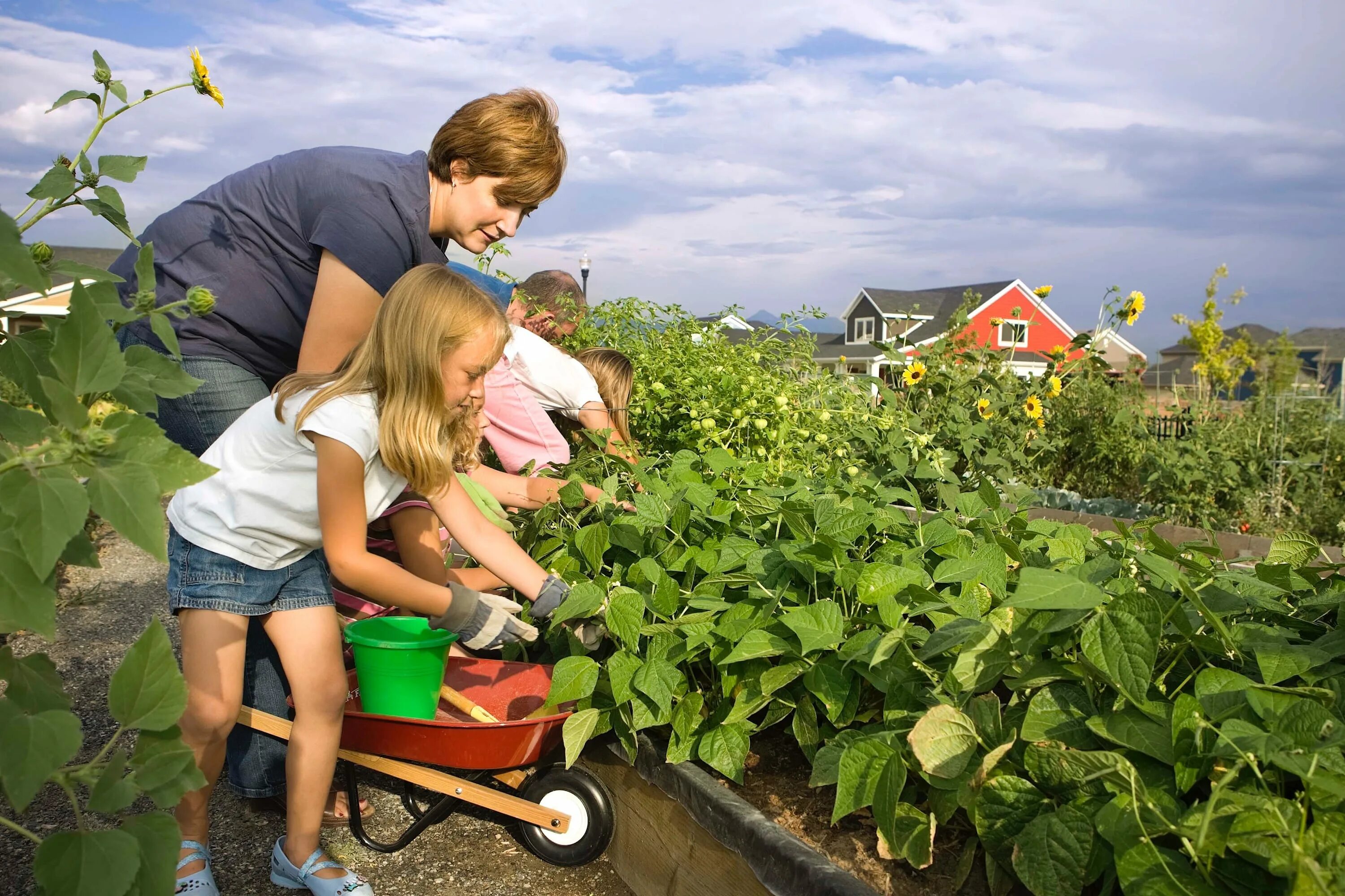 дача летом. Urok улетит розовощекий огородник куда то. удобрения для растений. веселый огород в детском саду. Urok улетит розовощекий огородник куда то.