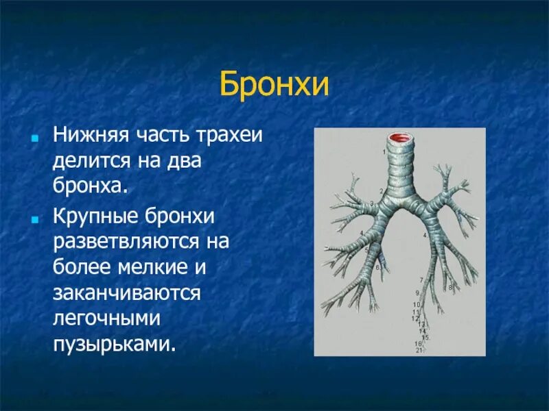 Трахея функции кратко. Хрящевые полукольца трахеи функции. Трахея и бронхи для презентации. Функции трахеи 8 класс биология. Строение и функции трахеи и бронхов.