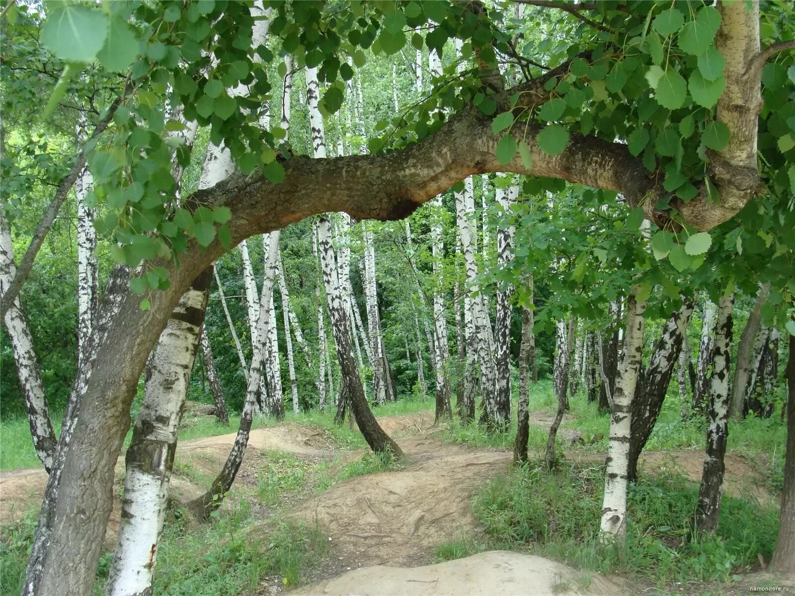 Береза Литвинова. Агашина Березка. Волгоградская Березка. Берёза Радде. Лес где растет береза