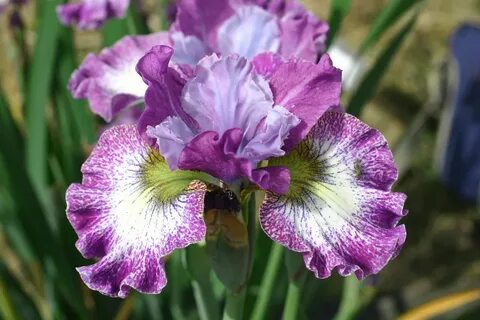 Iris full