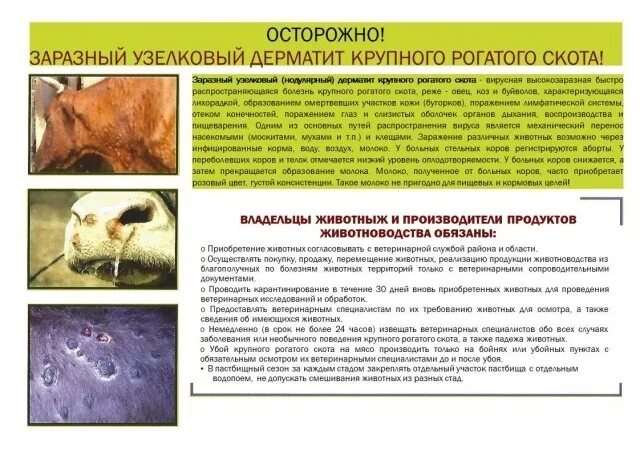 Широкое распространение болезни животных