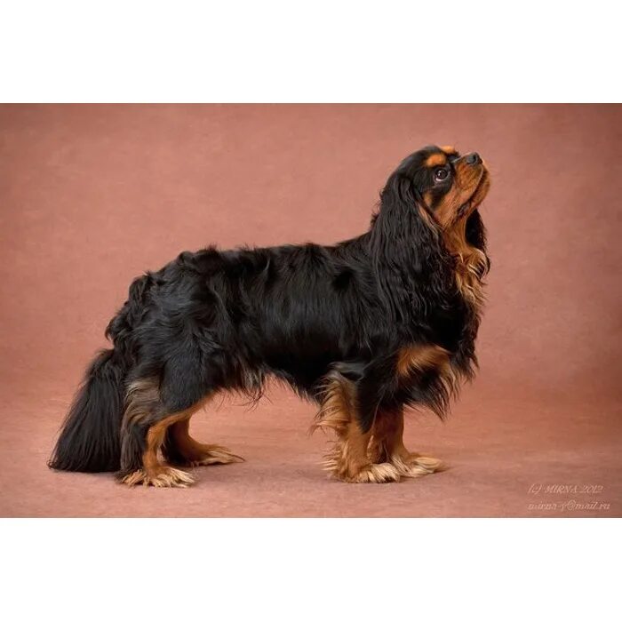 Кавалер кинг чарльз спаниель черный подпалый. Кинг чарльз спаниель черно-подпалый. Кавалер кинг чарльз спаниель чёрно подпалый. Черно подпалый кавалер. Кавалер-кинг-чарльз-спаниель черно-подпалый.