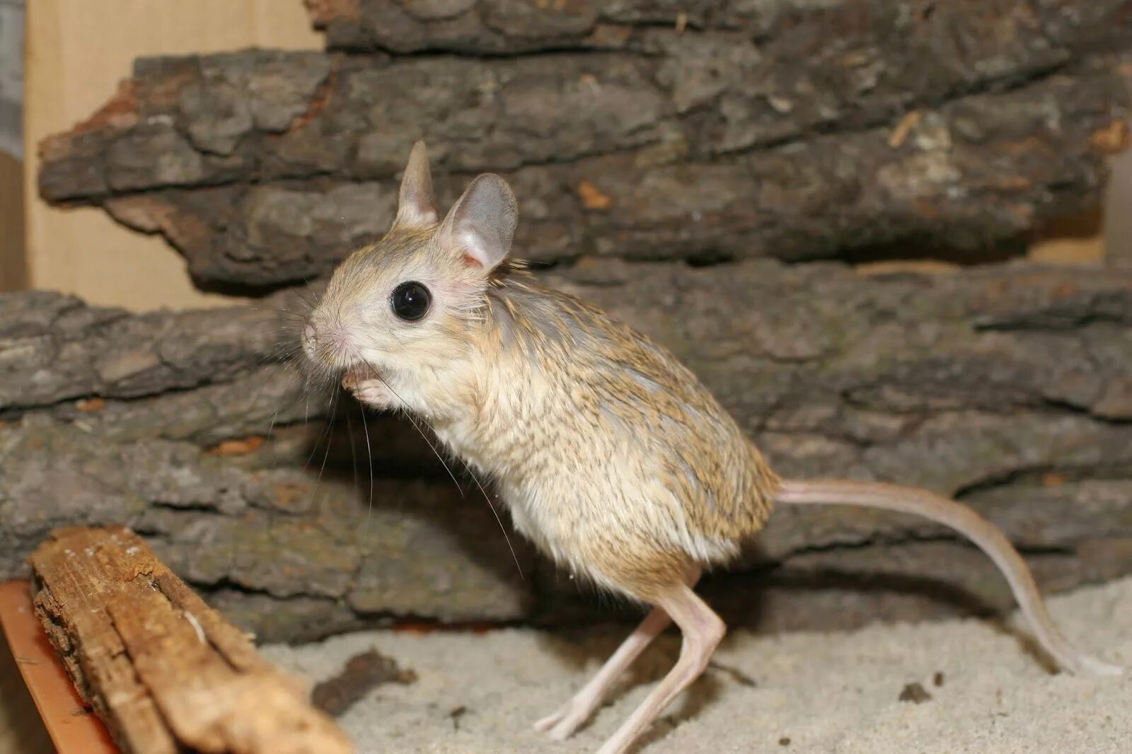 Мышка прыгает. Тушканчик прыгун. Мышь с длинным хвостом и длинными лапами. Африканский тушканчик. Прыгучая мышь.