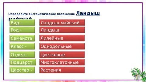 Систематическая группа тюльпана