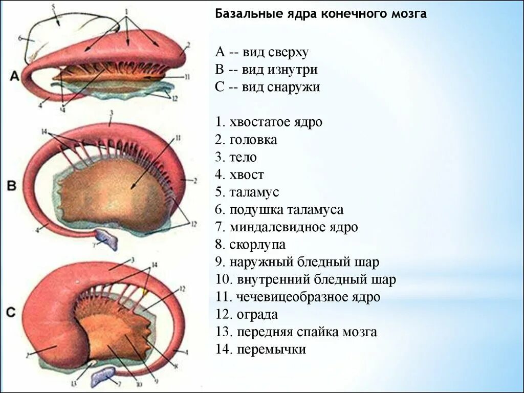 Хвостатое ядро мозга. Функции ограды базальные ядра. Анатомия конечного мозга базальные ганглии хвостатое ядро скорлупа. Базальные ядра анатомия строение. Базальные ядра мозга строение.