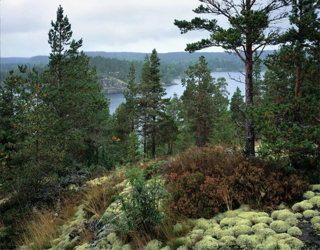 карелия лесные культуры. хвойные таежные леса карелии. ельник в карелии. шумистые леса карелии. сосновый лес карелия.