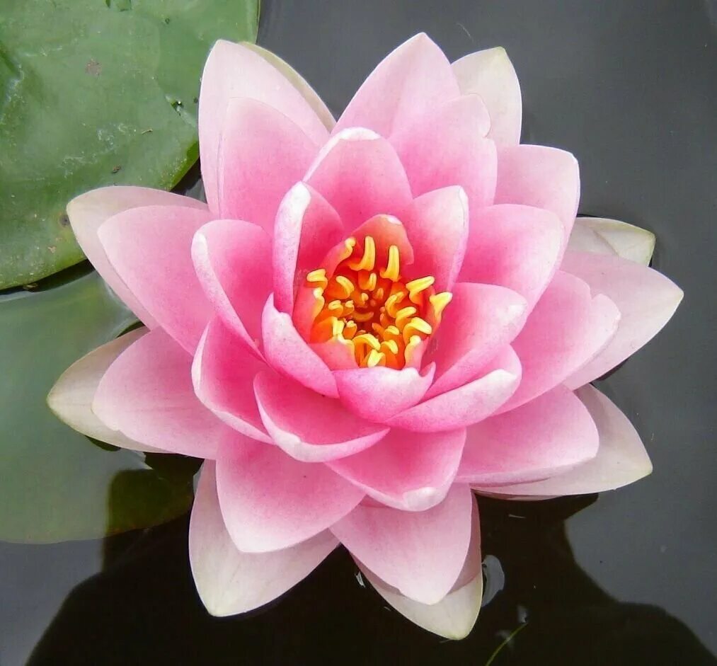 кувшинка розовая водяная. водяная лилия (нимфея)-nymphaea mdm wilfron gonnere (розовый цветок). лотос водяная лилия. розовые водяные лилии. нимфея розовая.