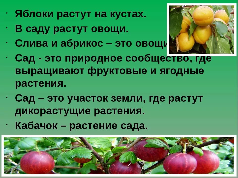 В саду где растут яблоки 2 сортов. Растения сада окружающий мир. Растения сада 2 класс. Где растет яблоня. Растения сада 2 класс окружающий мир.