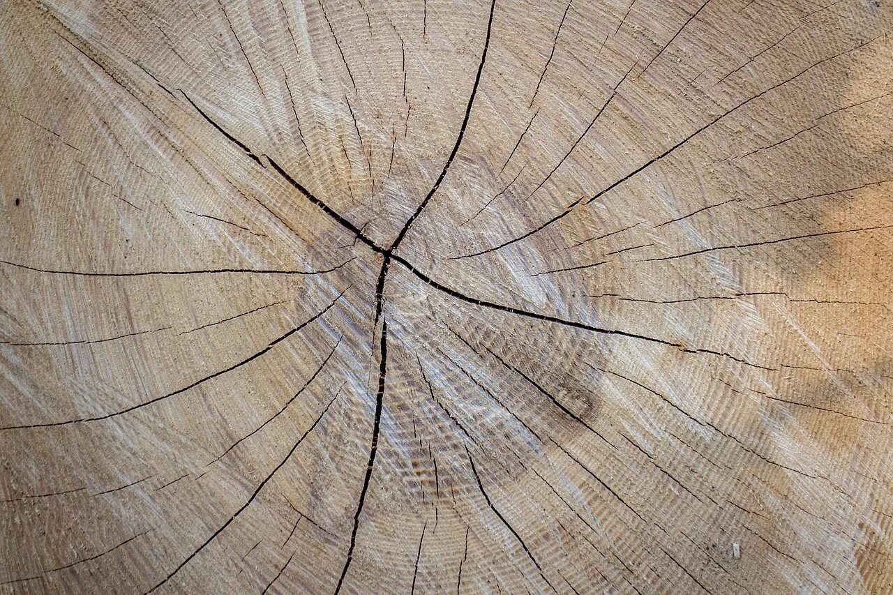 Трещина расходится. Трещины усушки древесины. Трещина в дереве. Дефекты древесины трещины. Торцевые трещины древесины.