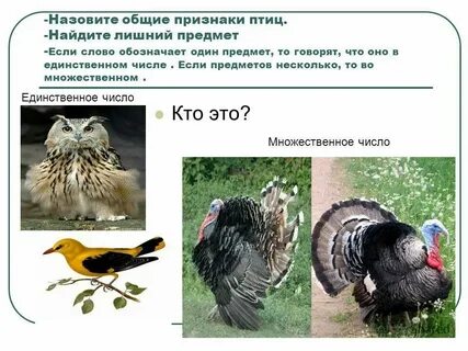 Общие признаки для всех видов диких птиц