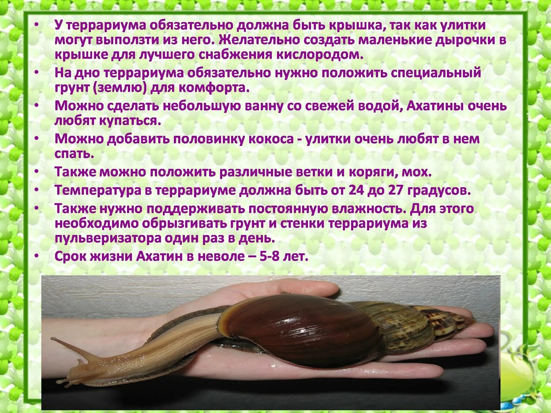 Содержание улиток ахатин в домашних. Улитки ахатины в домашних условиях. Чем и как кормить улиток. Улитки ахатины как ухаживать. Улитка ахатина уход условиях