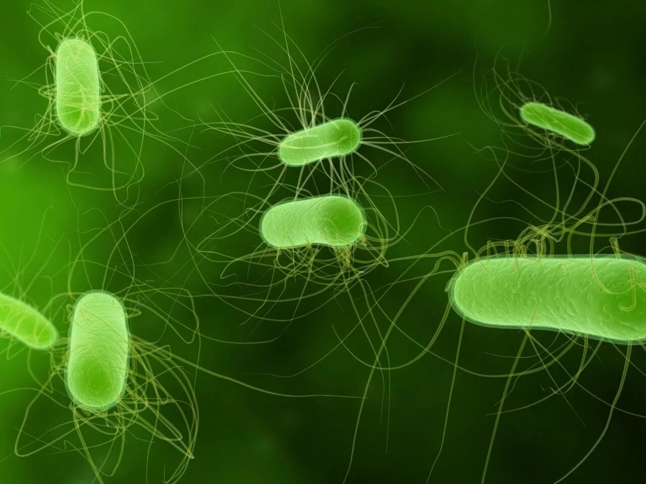 Бактерия Escherichia coli. Сальмонеллы иммунитет. Сальмонеллез иммунитет. Зеленые бактерии. Вредоносные организмы