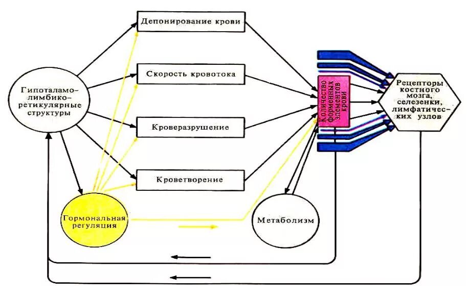 Функциональной системой приведите примеры Нейропсихология как наука презентация онлайн