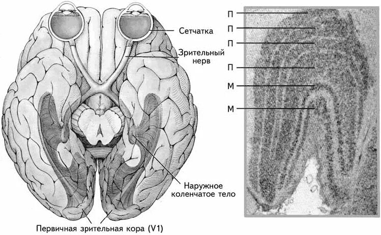 Коленчатые тела мозга. Наружное коленчатое тело мозга.