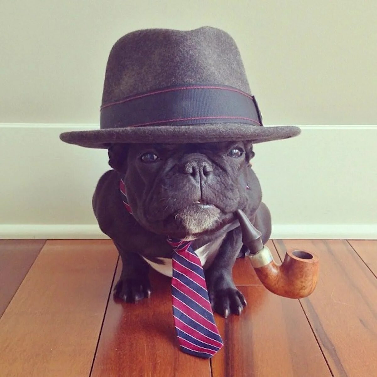 Животные шляпа. Собака в шляпе. Шляпки для собак. Пес в шляпе. Мопс в шляпе.