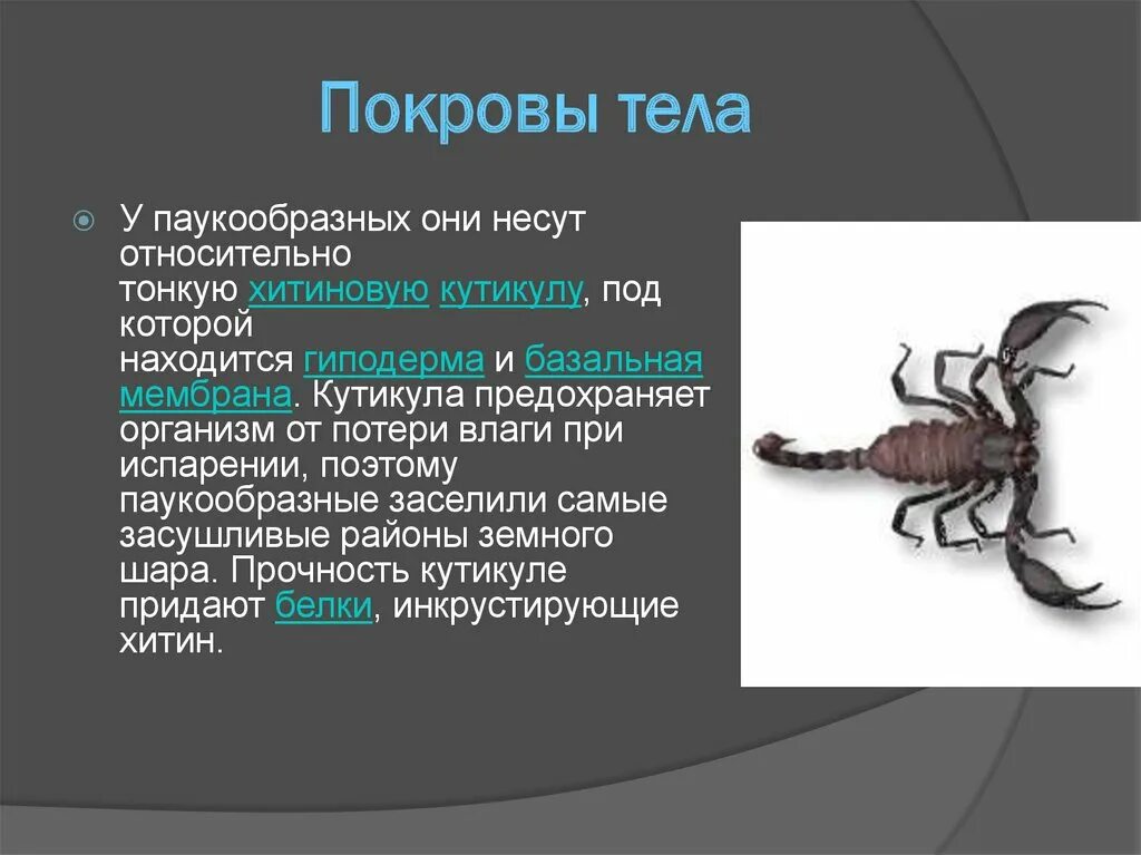 Какой тип питания характерен для морского скорпиона. Класс паукообразные покровы тела. Класс паукообразные Покров. Хитиновый Покров паукообразных. Покровы тела паука.