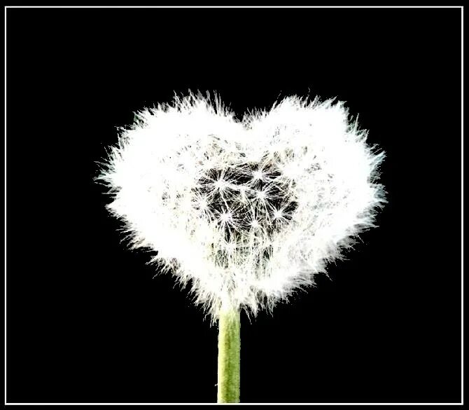 Одуванчик макро. Одуванчик с сердечками. Одуванчик с сердечками. Любимый одуванчик. Одуванчик улыбается.