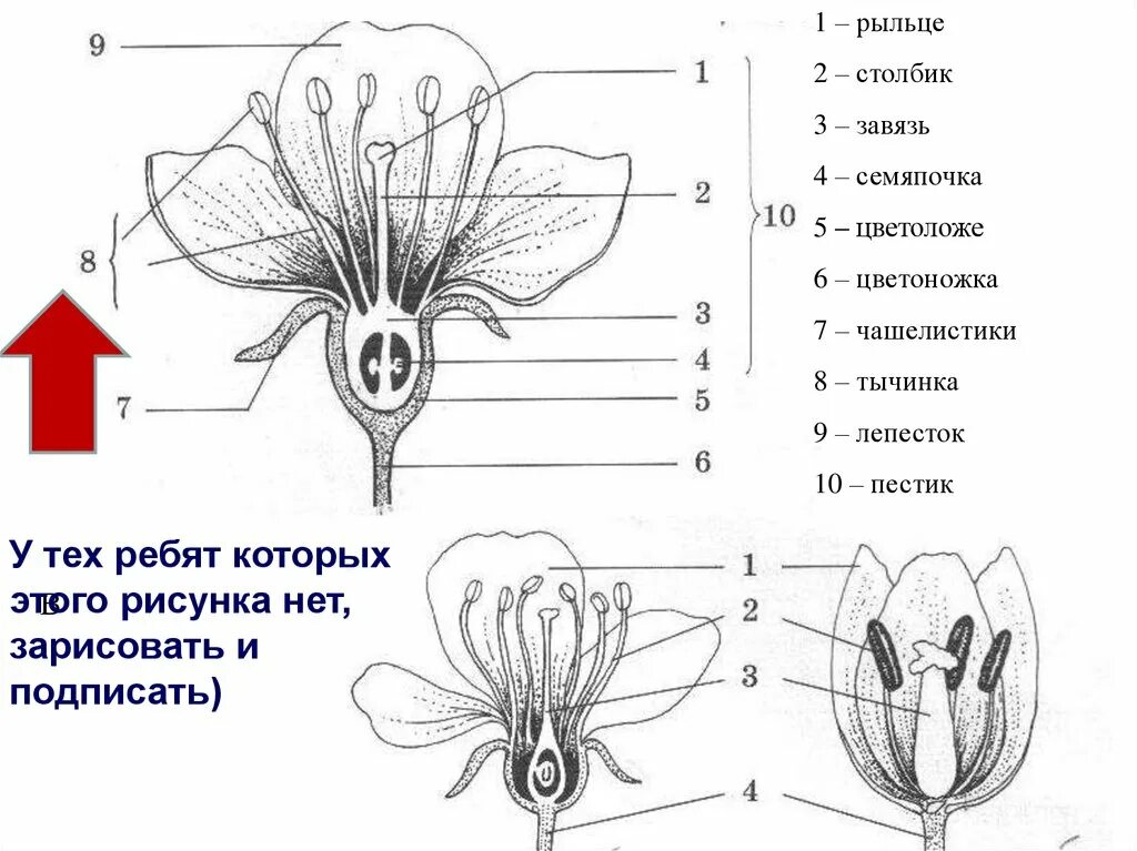 Чашелистик пыльник и завязь на рисунке цветка. Чашелистики пестик тычинки венчик. Строение цветка яблони схема. Строение цветка тюльпана схема. Части цветка биология схема.