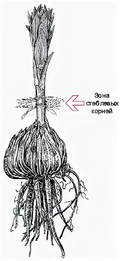 Корневая система лилии