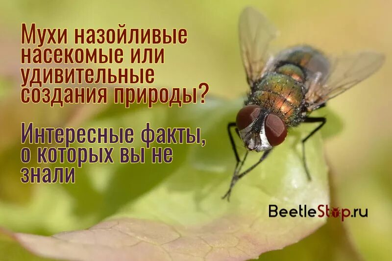 Сколько живут мухи. Продолжительность жизни мухи. Мир глазами мухи. Продолжительность жизни мухи обыкновенной.