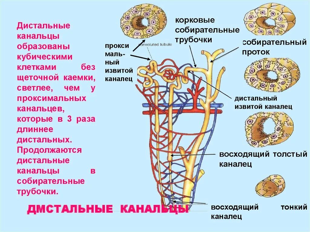 Собирательные трубочки пирамид. Эпителий собирательных трубочек почек. Собирательные канальцы почек. Дистальный извитой каналец. Дистальных канальцах и собирательных трубочках.