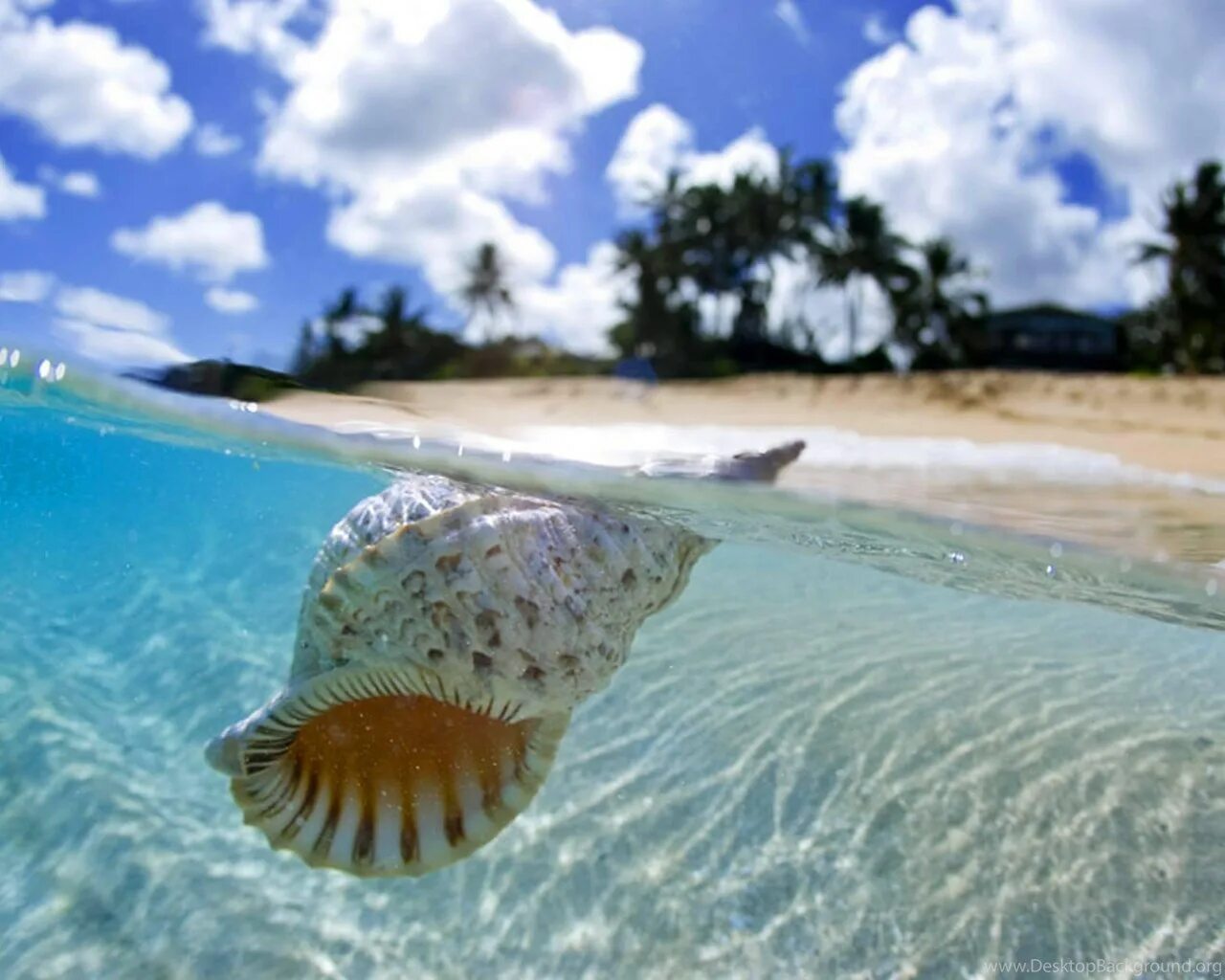 Голубая Лагуна Саона Доминикана. Море. Прозрачное море. Море ракушки.
