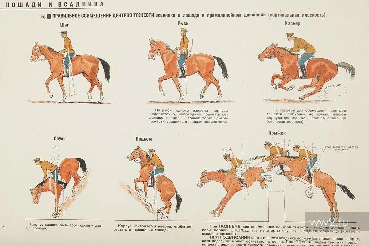 Два всадника расстояние. Верховая езда для начинающих теория. теория верховой езды: посадка и управление. правильное управление лошадью. правильная посадка всадника на лошади.