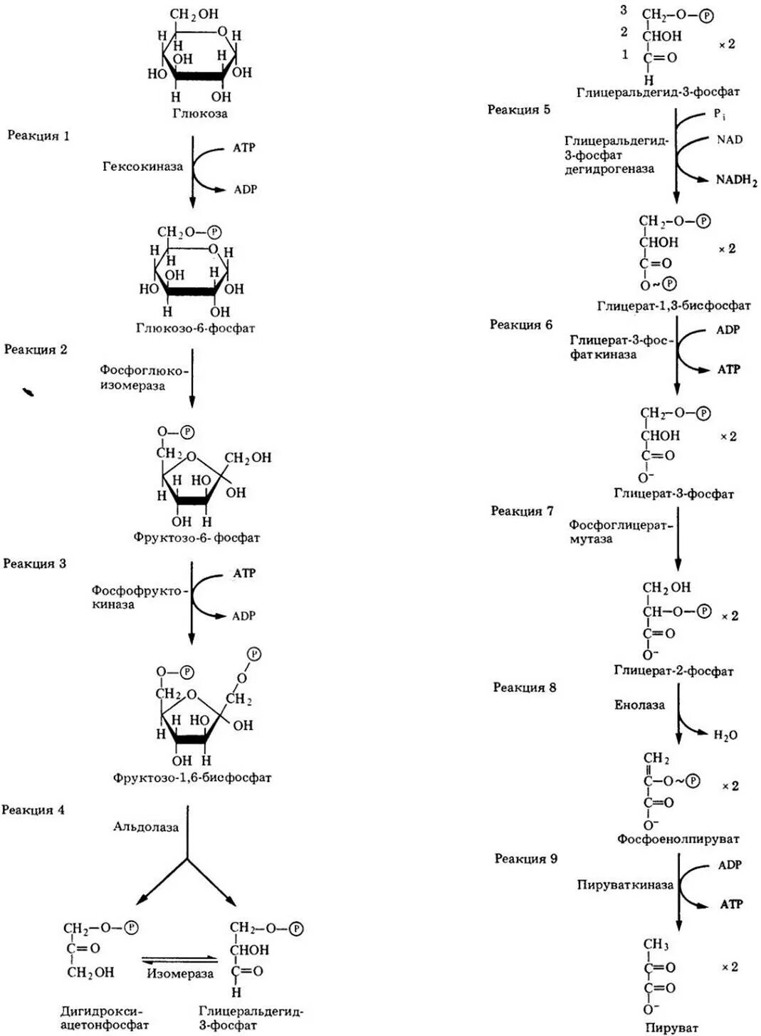 Гликолиз последовательность реакций. Гликолиз глюкозо 6 фосфата. Схема гликолиза биохимия. Схема реакции аэробного гликолиза Глюкозы. Аэробный и анаэробный гликолиз биохимия.