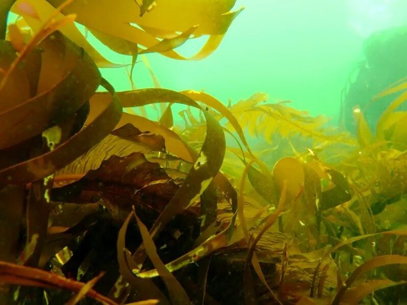 Ламинария это бурая водоросль. Бурые водоросли ламинария. Морской ламинария бурая водоросль. Морская капуста ламинария. Морская капуста – Laminaria.