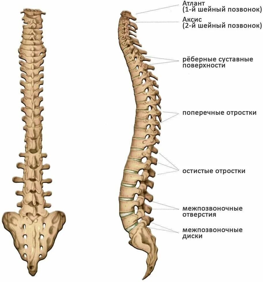Позвоночный столб и строение позвонка. Скелет анатомия Позвоночный столб. Скелет позвоночника vertebra. Строение костей позвоночника человека.