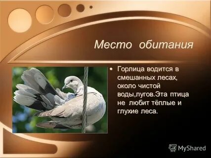 Горлица и дятел песня