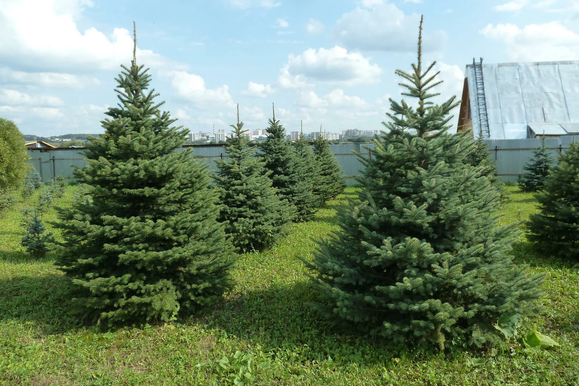 Ель арну. Ель восточная (picea orientalis). Ель арну. Ель обыкновенная (pícea ábies). Ель обыкновенная columnaris.