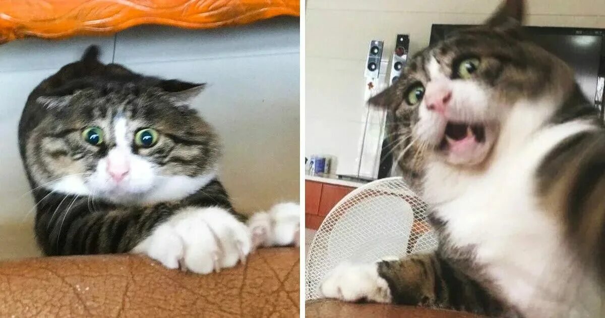 Кот эх. Ржачные коты. котика с человеческими эмоциям. смешные котики 2025. смешные котята.