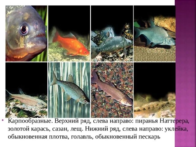 Внешнее строение карпообразных