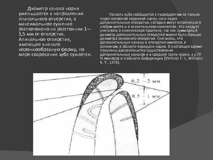 Корневой диаметр. Расширение апикального отверстия зуба. Строение верхушки корня. Физиологическое и Анатомическое отверстие корневого канала. Анатомическая и физиологическая верхушка корня.