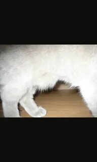 У кота разъезжаются задние лапы