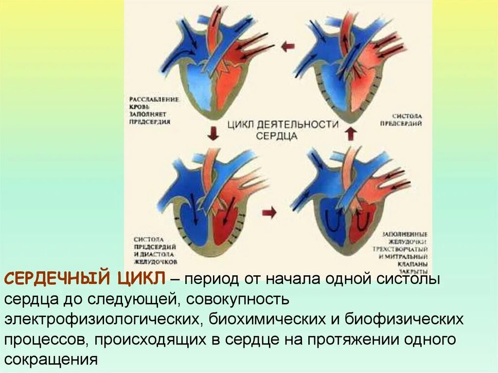 Какая функция предсердий. Сердечный цикл. систола сердца. систола желудочков. гемодинамика систолы предсердий.