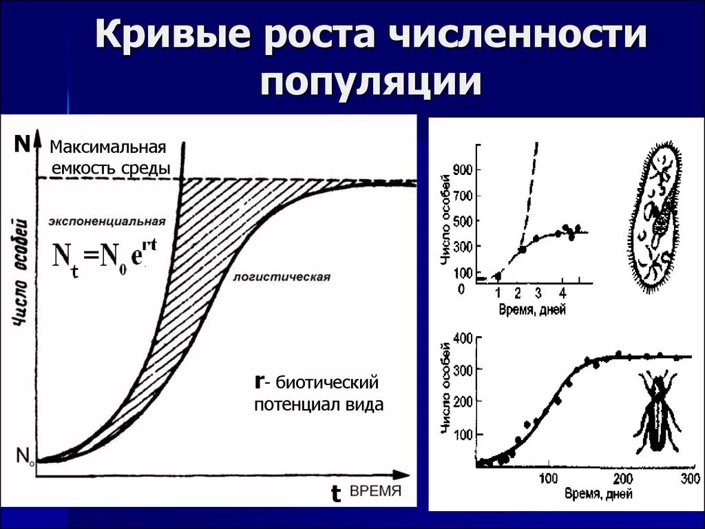 Стационарная кривая. Экспоненциальная кривая роста популяции. Логистическая модель роста популяции. S образная кривая роста популяции. J образная кривая роста популяции.