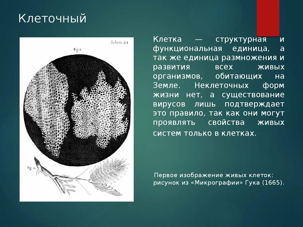 Как произошла 1 клетка. Клеточные рисунки. Клетка структурная и функциональная единица живого так как. Микрография Гука. Клеточный уровень организации живого.