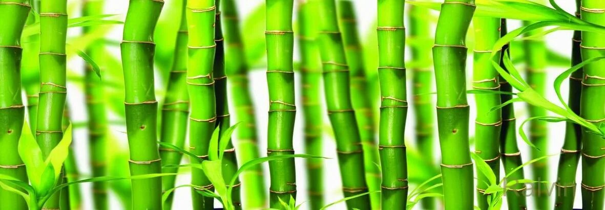 бамбук воронеж. бамбук воронеж. бамбук воронеж. бамбук воронеж. бамбук воронеж.